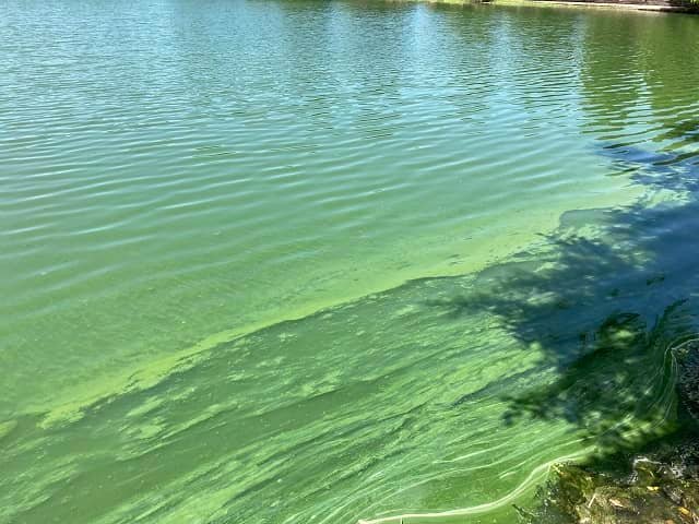 Research improves ability to identify and study algae species