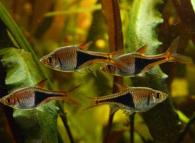 Grupo de peces arlequín en acuario plantado. Cortesía: Billyhill