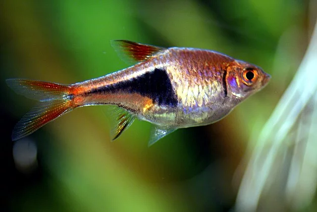 pez arlequín Rasbora (Trigonostigma heteromorpha)
