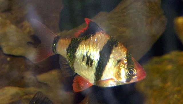 Tiger Barb (Puntigrus tetrazona): Care, Compatibility, and Breeding Guide 1 Tiger barb fish (Puntigrus tetrazona). Photo: Derek Ramsey, Wikimedia.