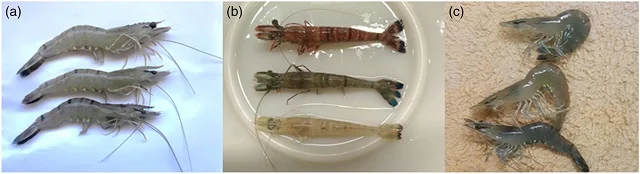 Efectos del desbalance mineral de la dieta en la morfología del camarón. (a) camarones saludables; (b) síndrome de la deficiencia de pigmentos; (c) síndrome de la cola cramp. Fuente: Truong et al., (2022)