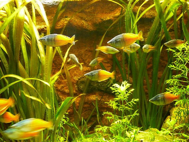 Cardúmen de peces arcoíris. Fuente: Atamari