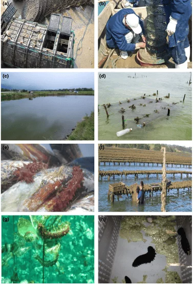 Pepino de mar: alimentación, reproducción y acuicultura 4 Diferentes formas de integración experimental y comercial de los pepinos de mar en los sistemas acuícolas. Fuente: Zamora et al., (2016).