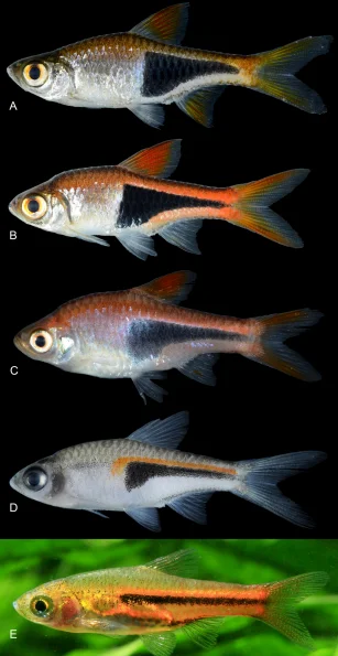 variedad de especies de pez arlequín A, Trigonostigma truncata; B, T. heteromorpha; C, T. espei; D, T. hengeli; E, T. somphongsi. Fuente: Heok (2020).