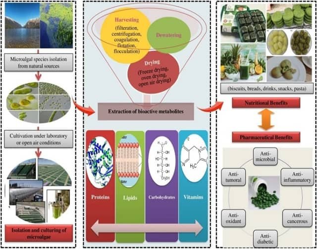 Compuestos bioactivos en la alimentación acuícola: ¿Cuáles son los vacíos de conocimiento? Metabolitos obtenidos de las microalgas.