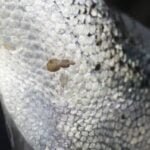 How salmon farms drive the evolution of resistance in salmon lice, and how to avoid it How salmon farms drive the evolution of resistance in salmon lice, and how to avoid it