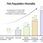 Virus plus microplastics equal double whammy for fish health