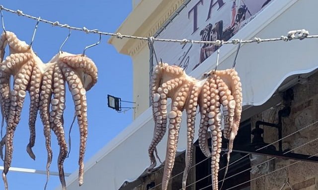 Cephalopod food system sustainability improvements 1 Octopus drying in a restaurant in Greece. Credit: Cristina Pita
