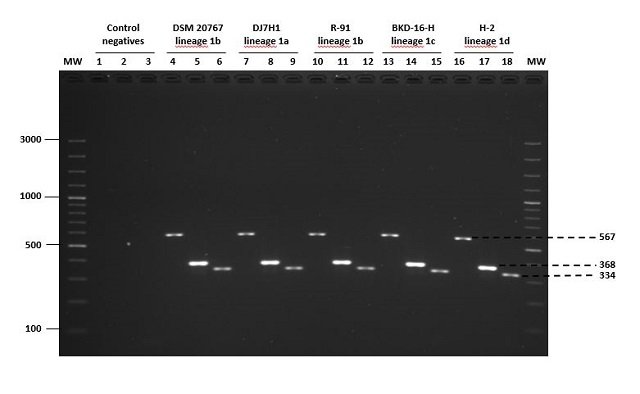 PCR multiplex para identificar al agente del BKD