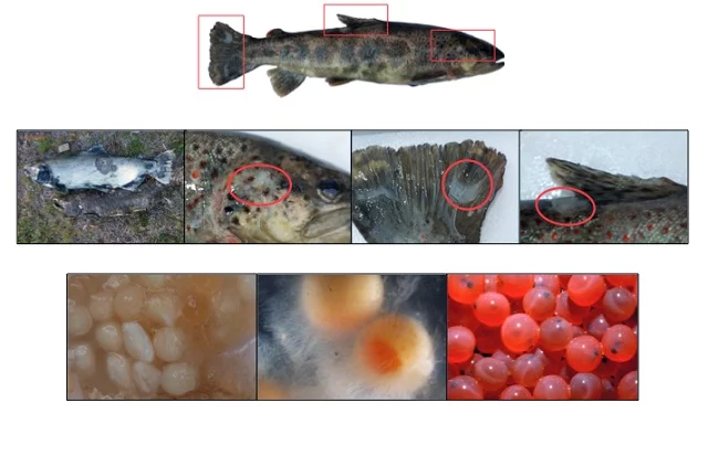 Saprolegnia and Saprolegniasis in aquaculture and ornamental Fish: A comprehensive guide to advanced causes, symptoms, treatment, and prevention 1 Saprolegnia parasitica lesions on salmonids. Source: CSIC