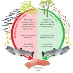 Genetically modified plants for sustainable aquaculture Genetically modified plants for sustainable aquaculture