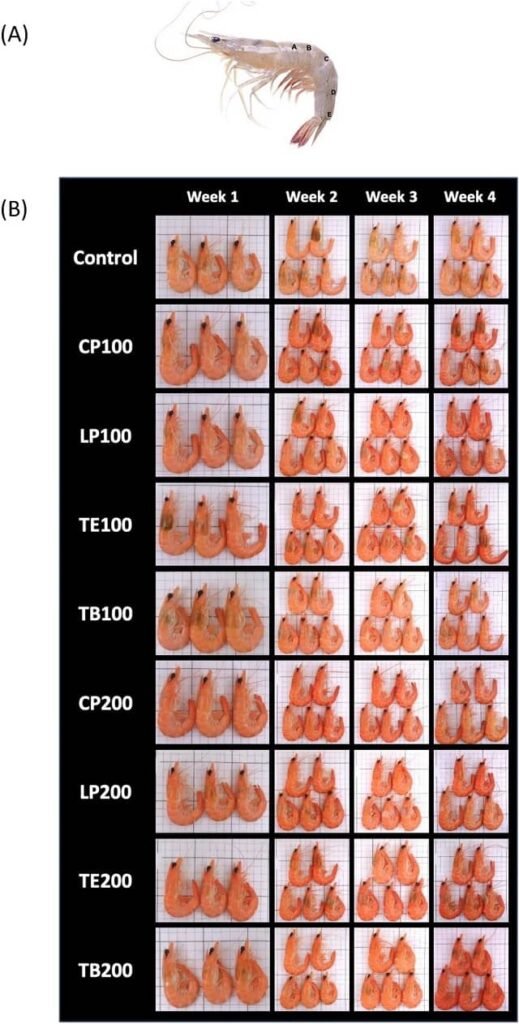 Efectos de la astaxantina en la dieta sobre la coloración del cuerpo del camarón. (A) Puntos de análisis digital del cuerpo del camarón, y (B) Fotografías semanales después de la cocción. Fuente: Lin et al., (2023)
