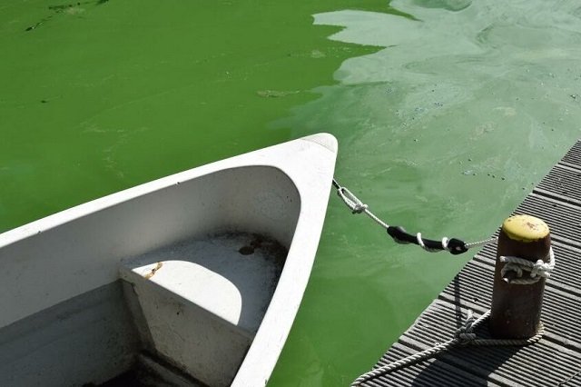 A warm summer day and the lake appears all green with cyanobacteria. But they can also develop en masse in cold water. | Photo: Nadja Neumann