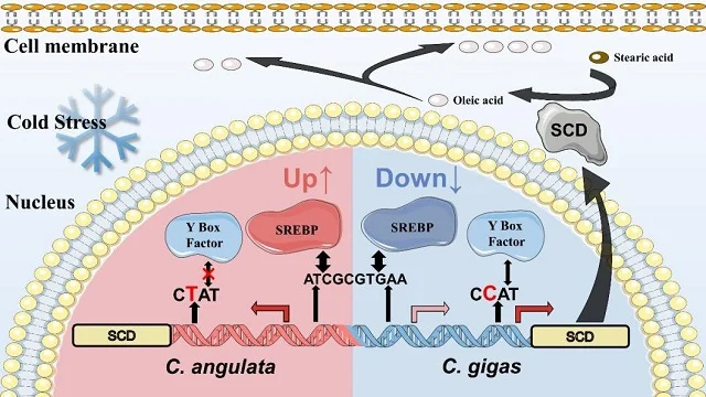 Schematic representation of Scd plastic expression pattern in C. gigas and C. angulata shaped by cis- and trans-variations. Credit: IOCAS