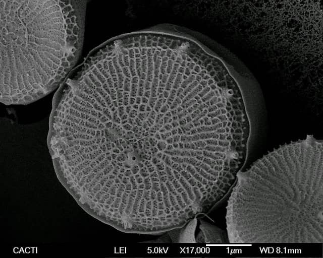 Imagen al microscopio electrónico de barrido de células de Thalassiosira pseudonana. (Centro de Apoio Científico-Tecnolóxico á Investigación, Universidad de Vigo)