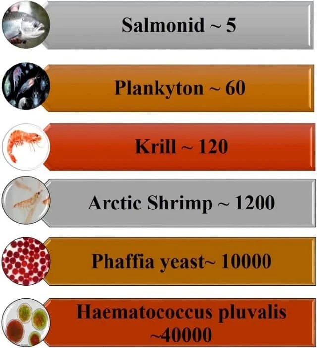 Concentraciones de astaxantina de fuentes naturales. Fuente: Elbahnaswy et al., (2023)