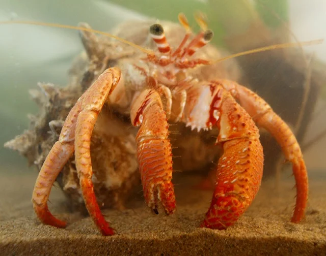 Cangrejo hermitaño ('Dardanus calidus')