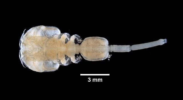 Sea lice: control methods to combat infestations 1 "Sea lice" of the genus Caligus. Source: Gall L (2019)