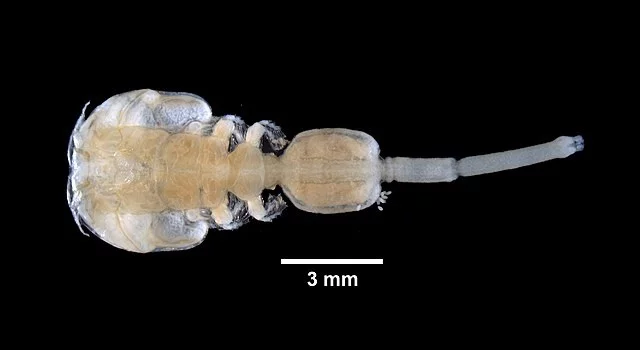 "Piojo de mar" del género Caligus. Fuente: Gall L (2019)