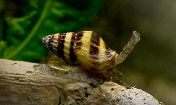 Caracoles de agua dulce para acuarios: crianza, tipos, reproducción 4 Caracol asesino o carnívoro Anentome helena. Fuente: RSX