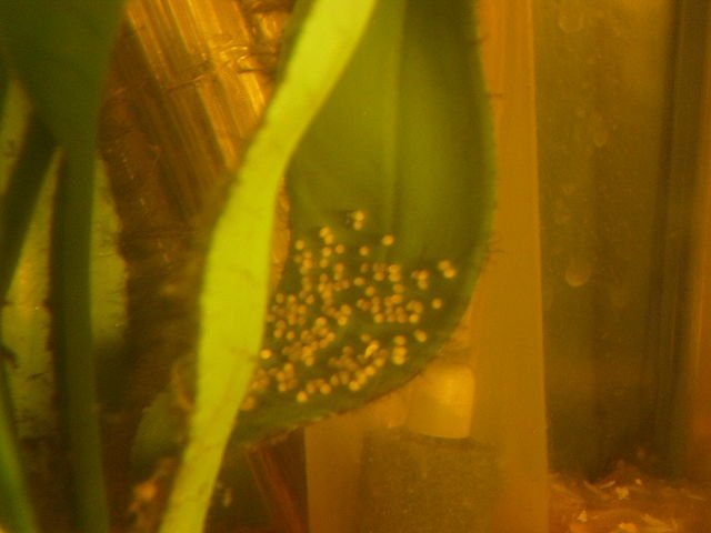 Pez Ramirezi (Mikrogeophagus ramirezi): Guía completa de cuidados, tipos, reproducción y enfermedades 7 Huevos de ramirezi. Fuente: Aquakeeper14