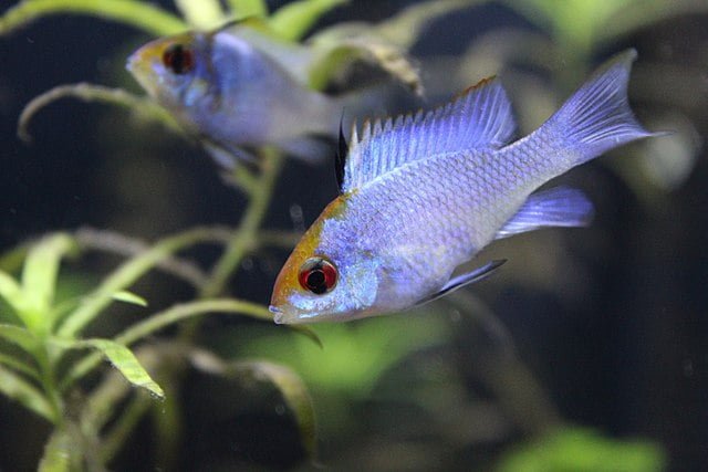 Pez Ramirezi (Mikrogeophagus ramirezi): Guía completa de cuidados, tipos, reproducción y enfermedades 4 Ramirezi azul eléctrico. Fuente: BlueRam92