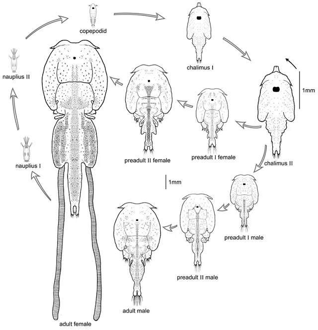 Ciclo de vida del piojo de mar o piojo del salmón (Lepeophtheirus salmonis). Fuente: Sea Lice Research Centre (University of Bergen)