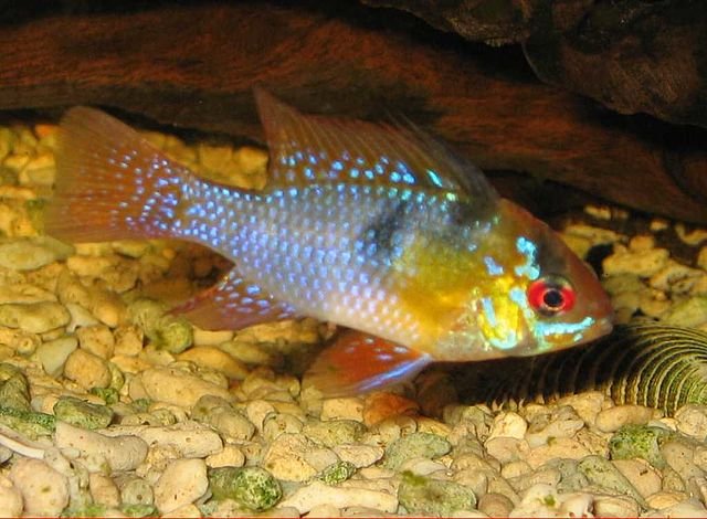 Pez Ramirezi (Mikrogeophagus ramirezi): Guía completa de cuidados, tipos, reproducción y enfermedades 1 El pez Ramirezi (Mikrogeophagus ramirezi). Fuente: Kristof vt