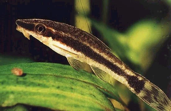 Golden Otocinclus (O. affinis). Source: Aleksandr Skopenko.
