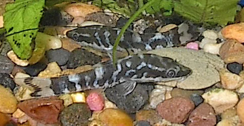 Zebra Otocinclus (O. cocama). Source: Carl Meilahn