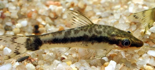 Dwarf Otocinclus (O. macrospilus). Source: Rainer Schmitt