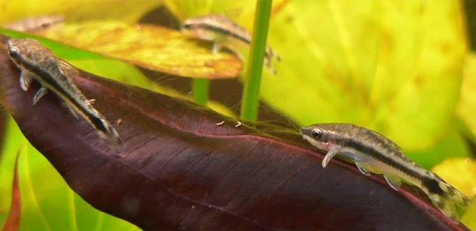Common Otocinclus (O. vittatus). Source: Wikimedia