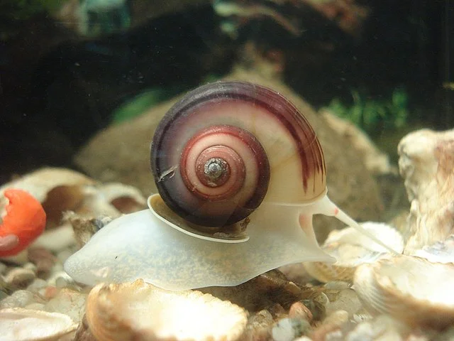Caracoles de agua dulce para acuarios: crianza, tipos, reproducción 6 Caracol de agua dulce Planorbis corneus. Fuente: Beeki