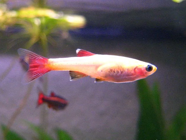 White Cloud Mountain Minnow (Tanichthys albonubes): A comprehensive guide to care, breeding, and feeding 2 Golden White Cloud Mountain Minnow (Gold). Source: DefenderRegina
