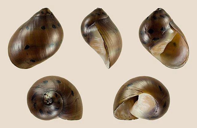 Caracoles de agua dulce para acuarios: crianza, tipos, reproducción 3 Caracol neritina tigre - Vittina semiconica. Fuente: H. Zell