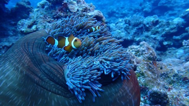 Two clownfish are protected by their anenome. Credit: OIST