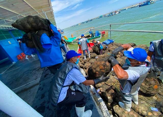 Sanipes toma urgentes acciones para disminuir consecuencias del ciclón Yaku 1 Descarga de mallas de concha de abanico
