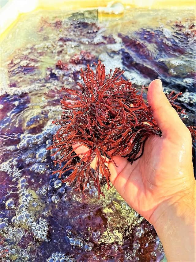 Algas marinas mejoradas, cultivadas con el novedoso método de investigación. Foto de Doron Ashkenazi