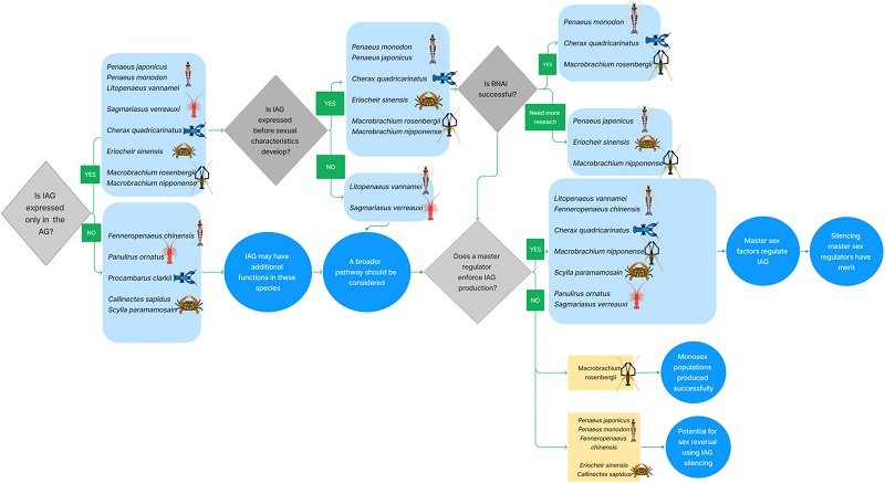 Roadmap for the successful sexual manipulation of decapods. Source: Nguyen et al., (2023)