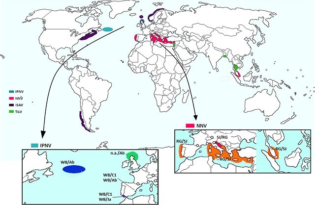Geographic distribution of reassortant strains affecting fish aquaculture. Insets: detailed allocation of completely sequenced reassortant strains for IPNV and NNV. IPNV, infectious pancreatic necrosis virus; ISAV, infectious salmonid anaemia virus; NNV, nodavirus; TiLV, tilapia lake virus. Source: Valero and Cuesta (2023)