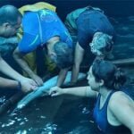 Expertos de la UCA participan en un proyecto para mejorar la capacidad de reproducción del pez limón Expertos de la UCA participan en un proyecto para mejorar la capacidad de reproducción del pez limón