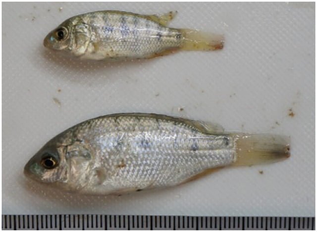 Researchers accelerate growth of Nile Tilapia using plasma 1 Tilapias after the experiment. In the upper part tilapia of the control group, in the lower part tilapia subjected to the treatment. Source: Ikeda et al., (2023)