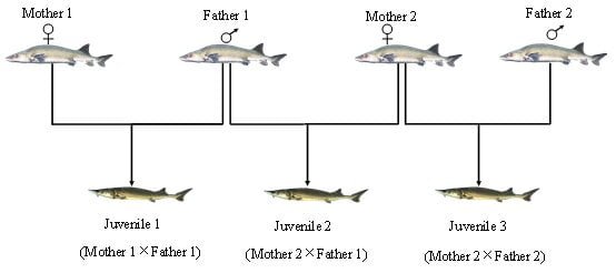 Understanding the reproductive strategy in the endangered Chinese sturgeon 1 The pictures of Chinese sturgeon are cited from the manual of Species Identification for Cultured Sturgeons in China. Credit: The Authors