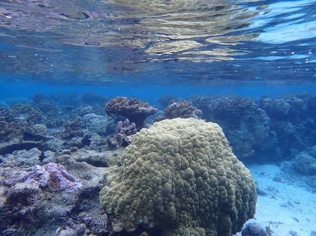 Ocean warming intensifies viral outbreaks within corals 1 A coral reef near the South Pacific island of Moorea, French Polynesia. (Photo courtesy of the Correa Lab/Rice University)