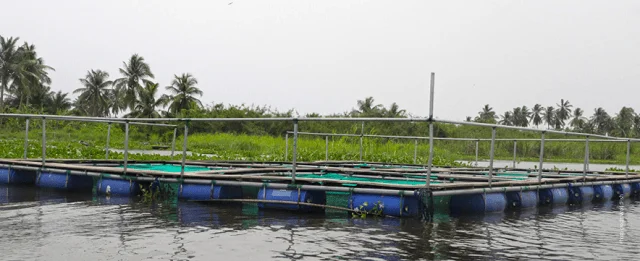 Jaulas para la crianza de tilapia. Fuente: WorldFish