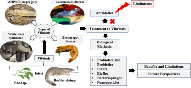 Potencial de los métodos de control de la vibriosis en camarones 1 Potencial de los métodos de control de la vibrios en la acuacultura de camarones. Fuente: Elias et al., (2023)