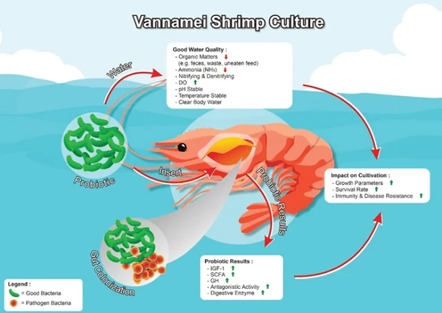 Rol de los probióticos en la acuacultura del camarón vannamei. Fuente: Amiin et al., (2023)