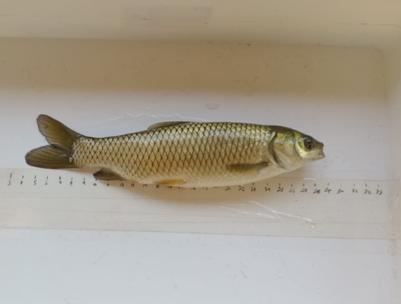 Salmón siberiano. Fuente: INTA