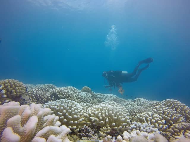 Ocean warming intensifies viral outbreaks within corals 2 Rice University graduate student Lauren Howe-Kerr during a sample collection dive on a “bleached” heat-stressed coral reef at the South Pacific island of Moorea in March 2019. The reef appeared ghostly white following the mass expulsion of photosynthesizing symbiotic algae that provide corals with their characteristic colors. (Photo courtesy of the Correa Lab/Rice University)