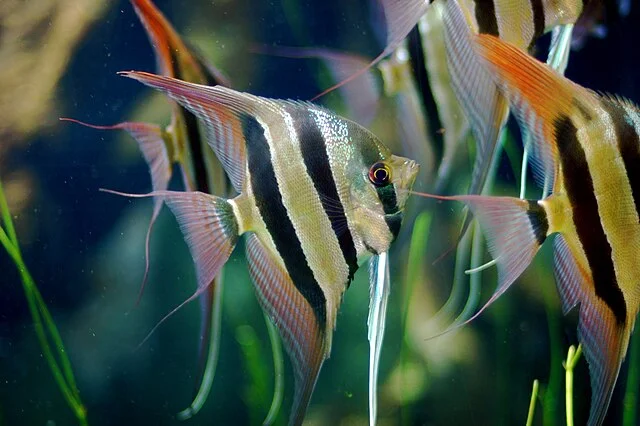Angelfish (Scalar) Guide: Care, types, reproduction, and compatibility 3 Pair of angelfish Pterophyllum altum. Source: Jeff Kubina.